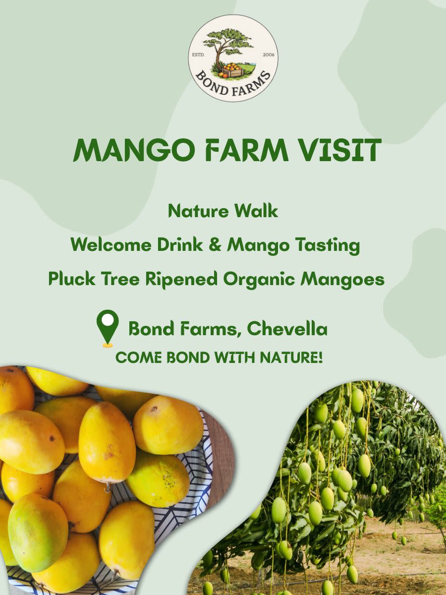 Mango Farm Visit
