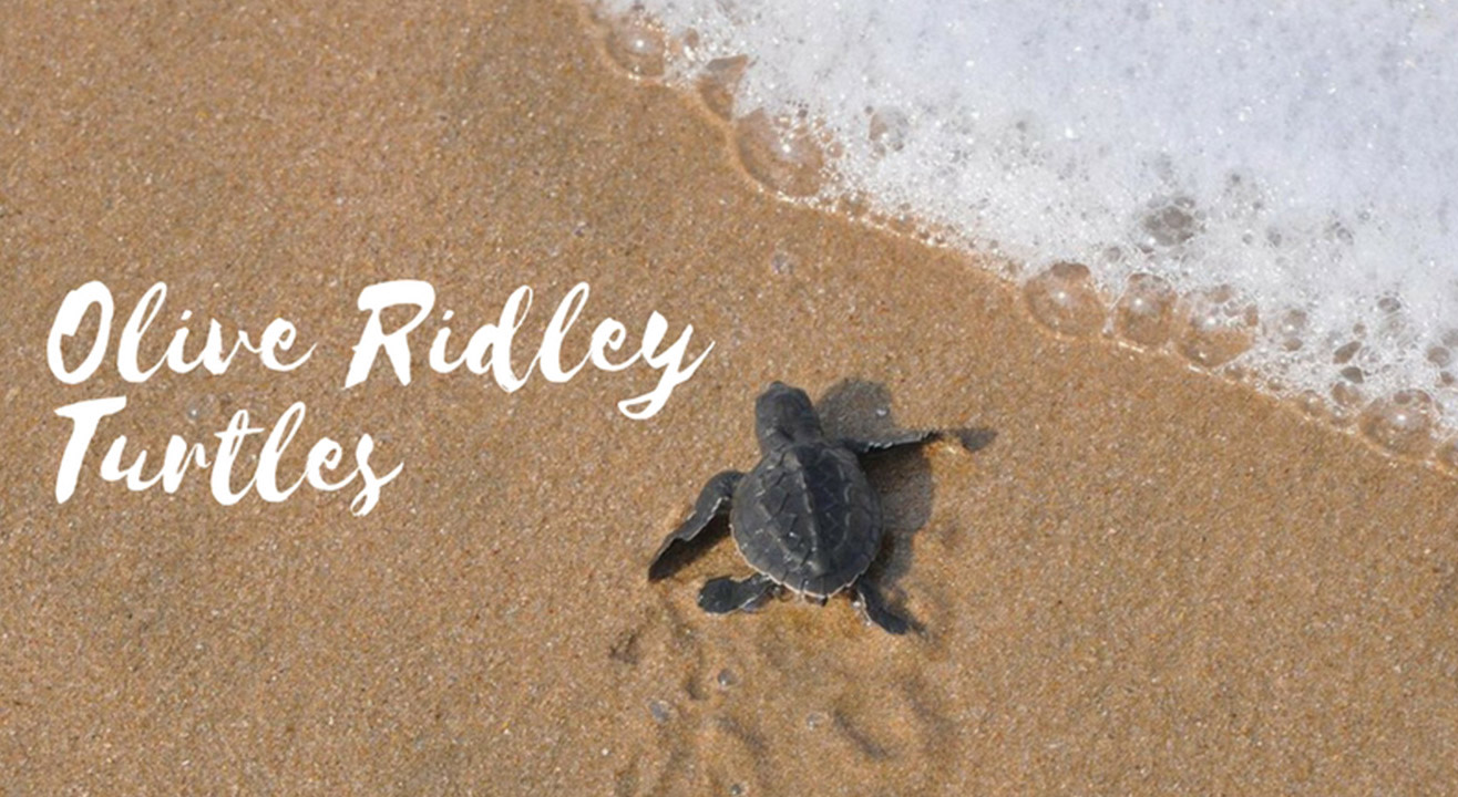 Book tickets to Olive Ridley Turtle Festival