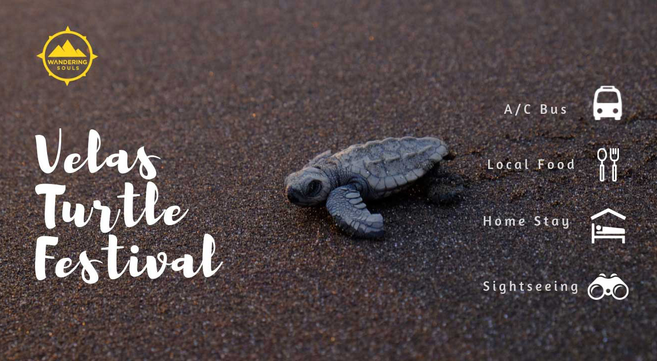 Velas Turtle Festival