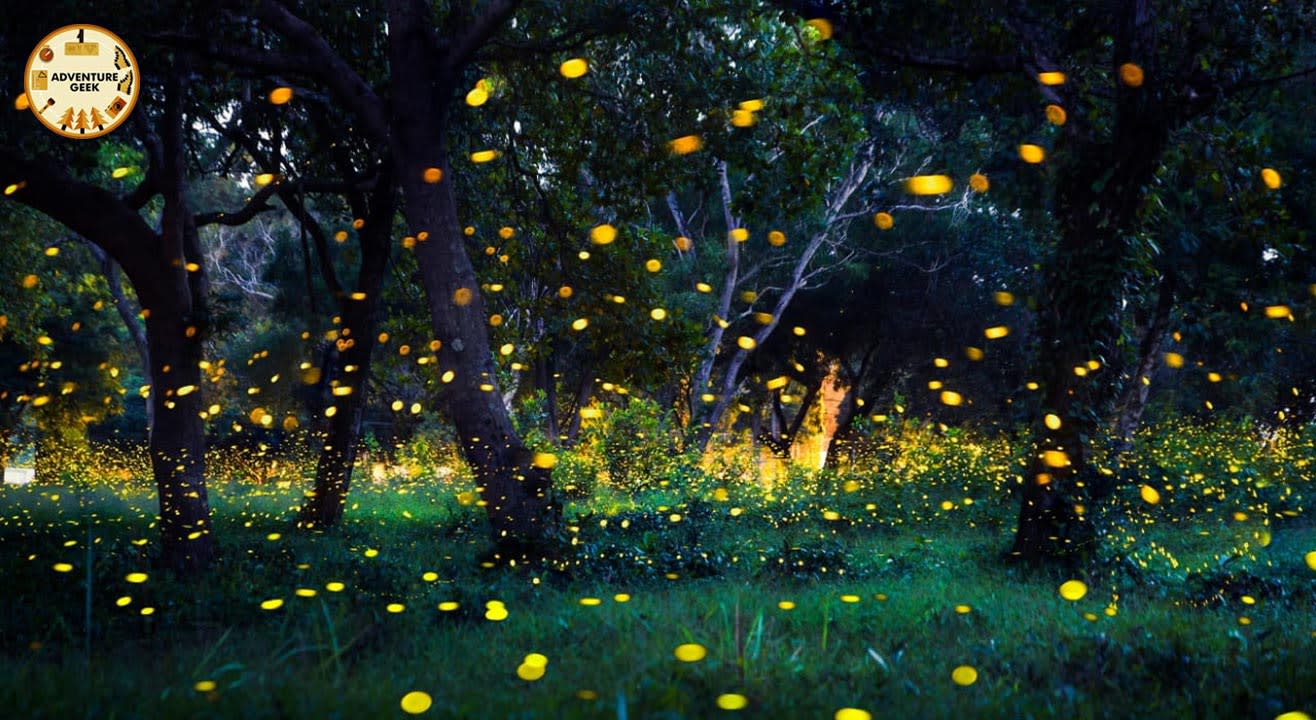rajmachi fireflies trek distance