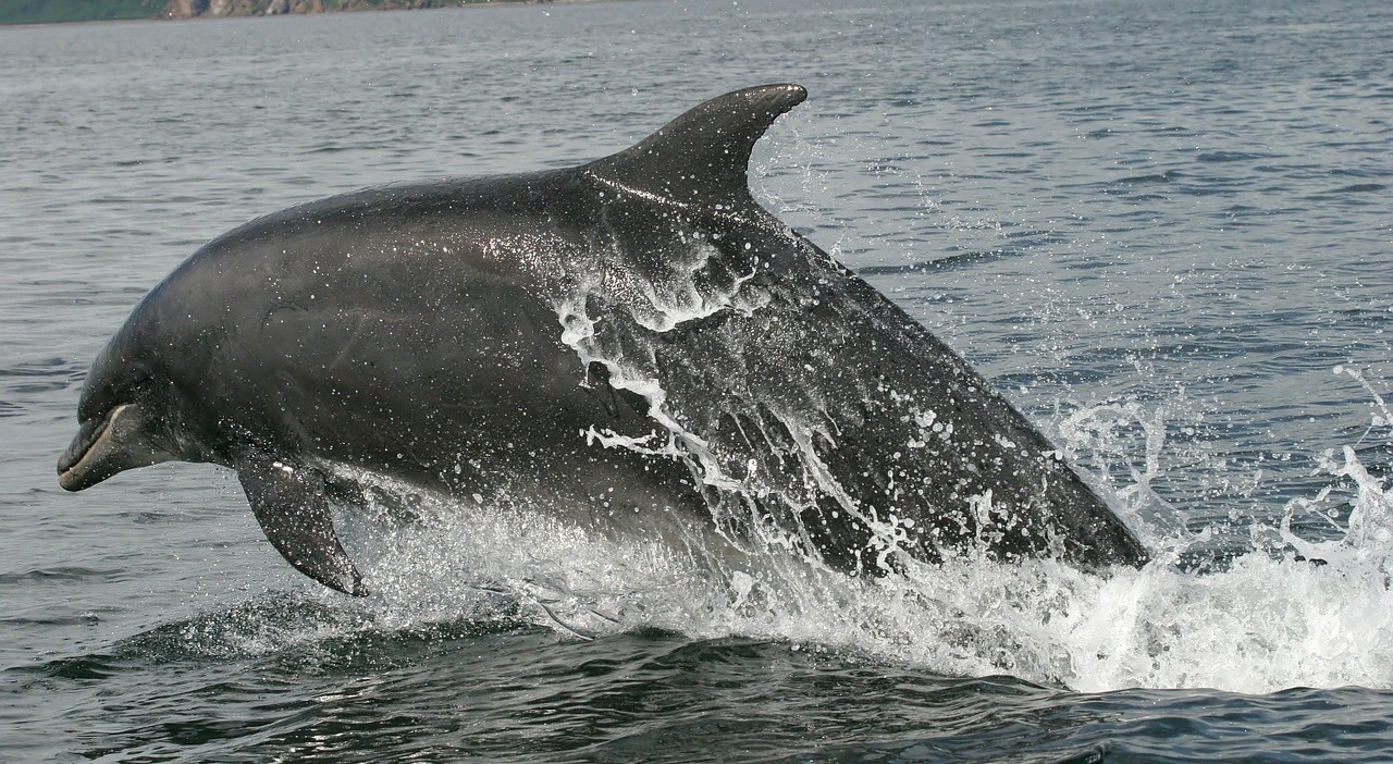 Dolphin Spotting in Goa at Coco Beach