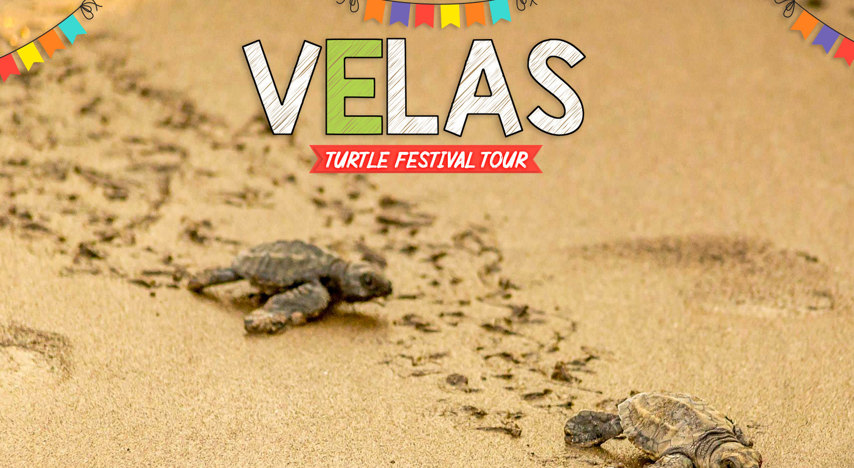 Velas Turtle Festival Tour with Trikon