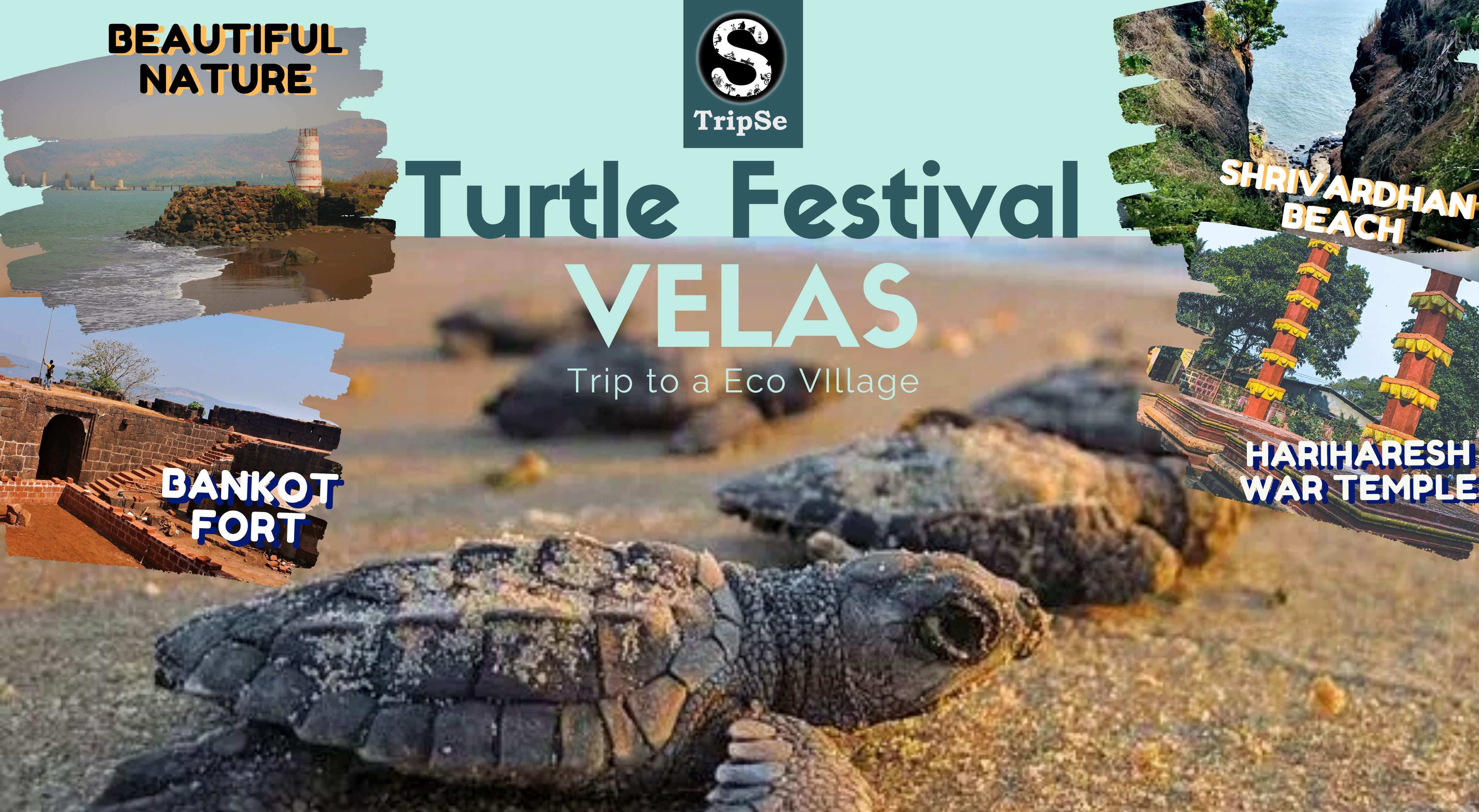 Velas Turtle Festival With Tripse