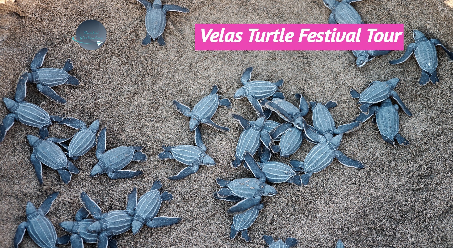 Velas Turtle Festival Tour