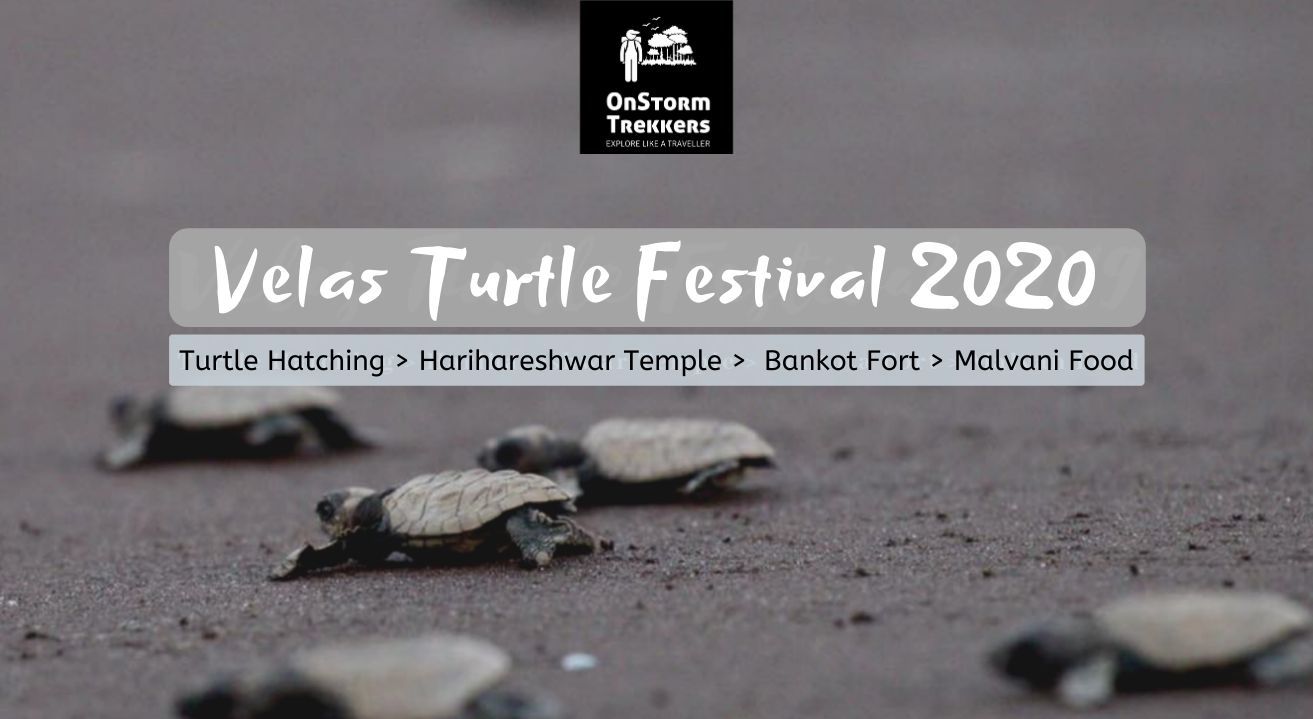 Velas Turtle Festival