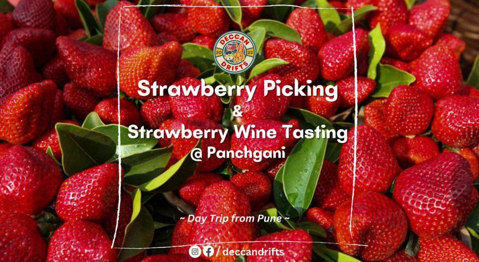 Strawberry Picking & Strawberry Wine Tasting Panchgani