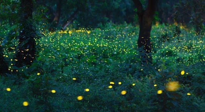 Igatpuri Fireflies Secret Camping - Treks and Trails