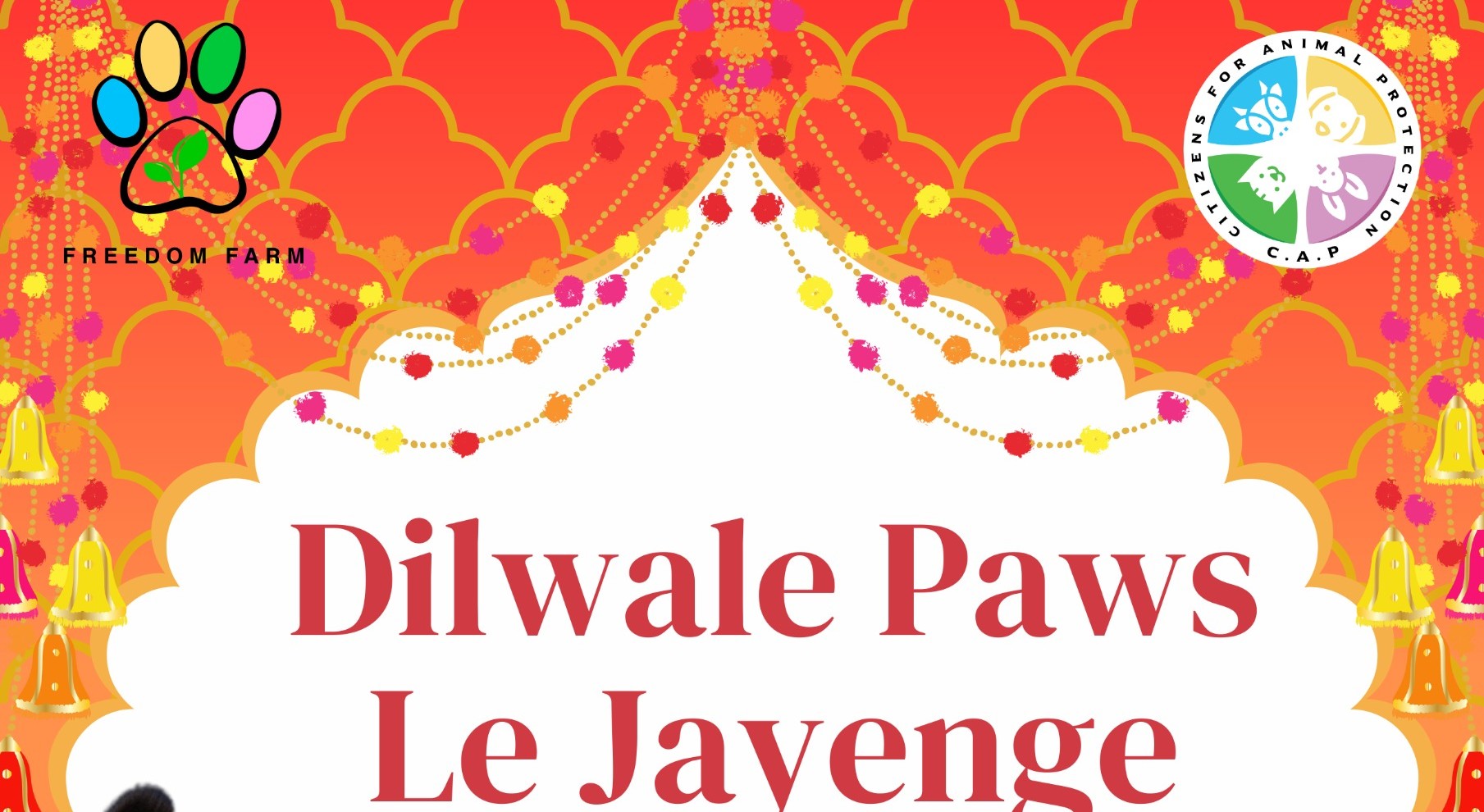 Meet Your Match 2024 Dilwale Paws le Jayenge!