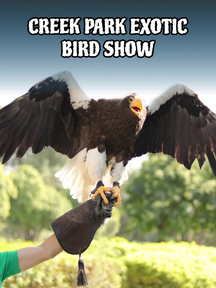 Dubai Dolphinarium - Creek Park Exotic Bird Show