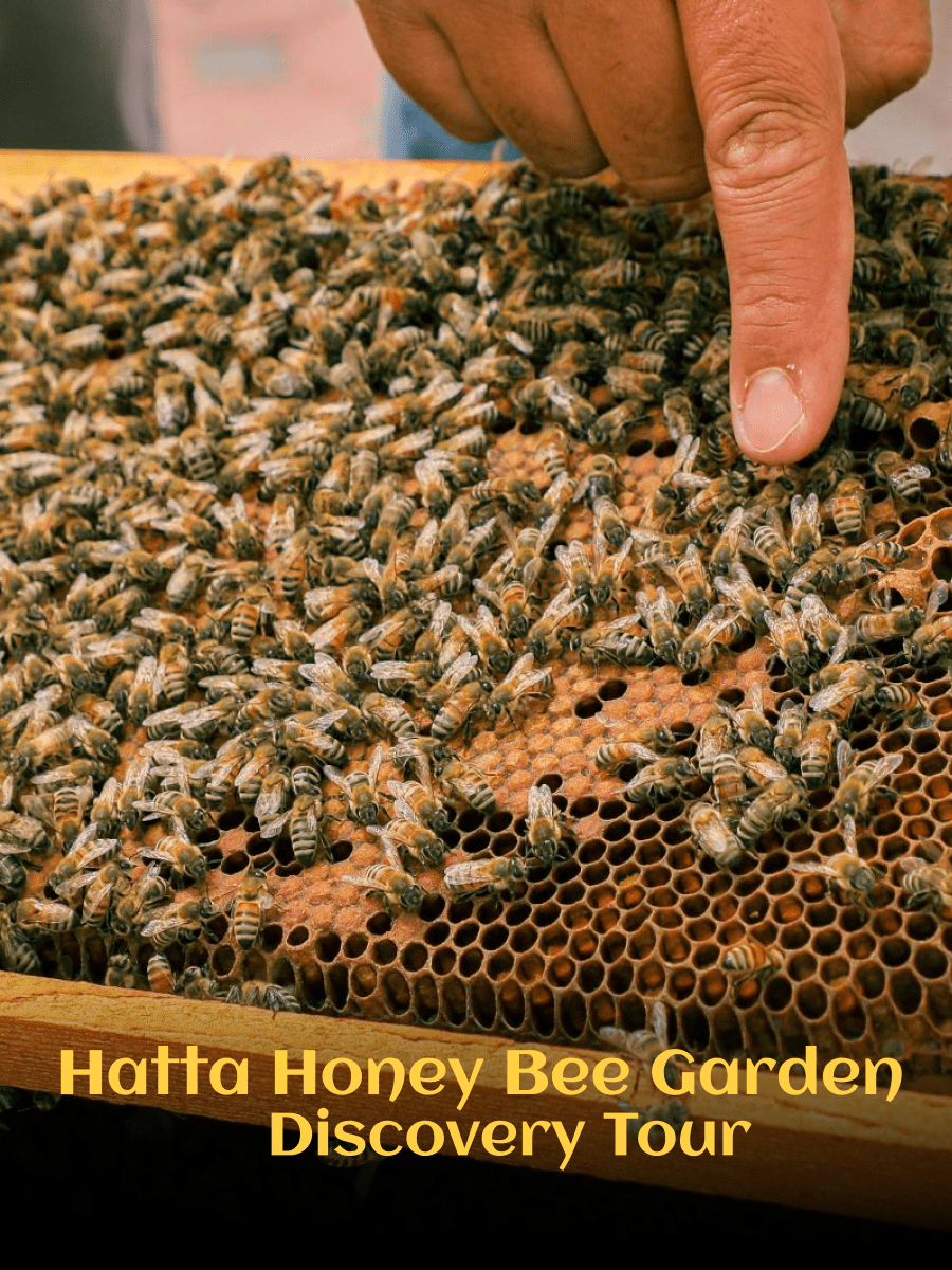 Hatta Honey Bee Garden Discovery Tour