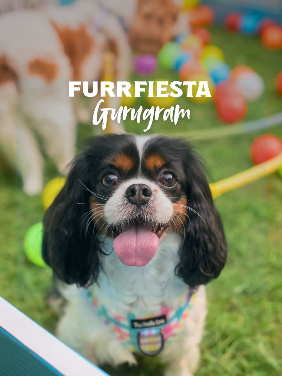 Furr Fiesta