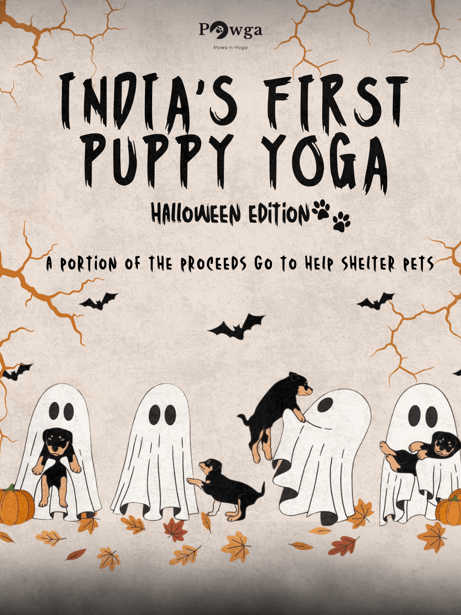 Pawga's Halloween Puppy Yoga Celebration in Bengaluru