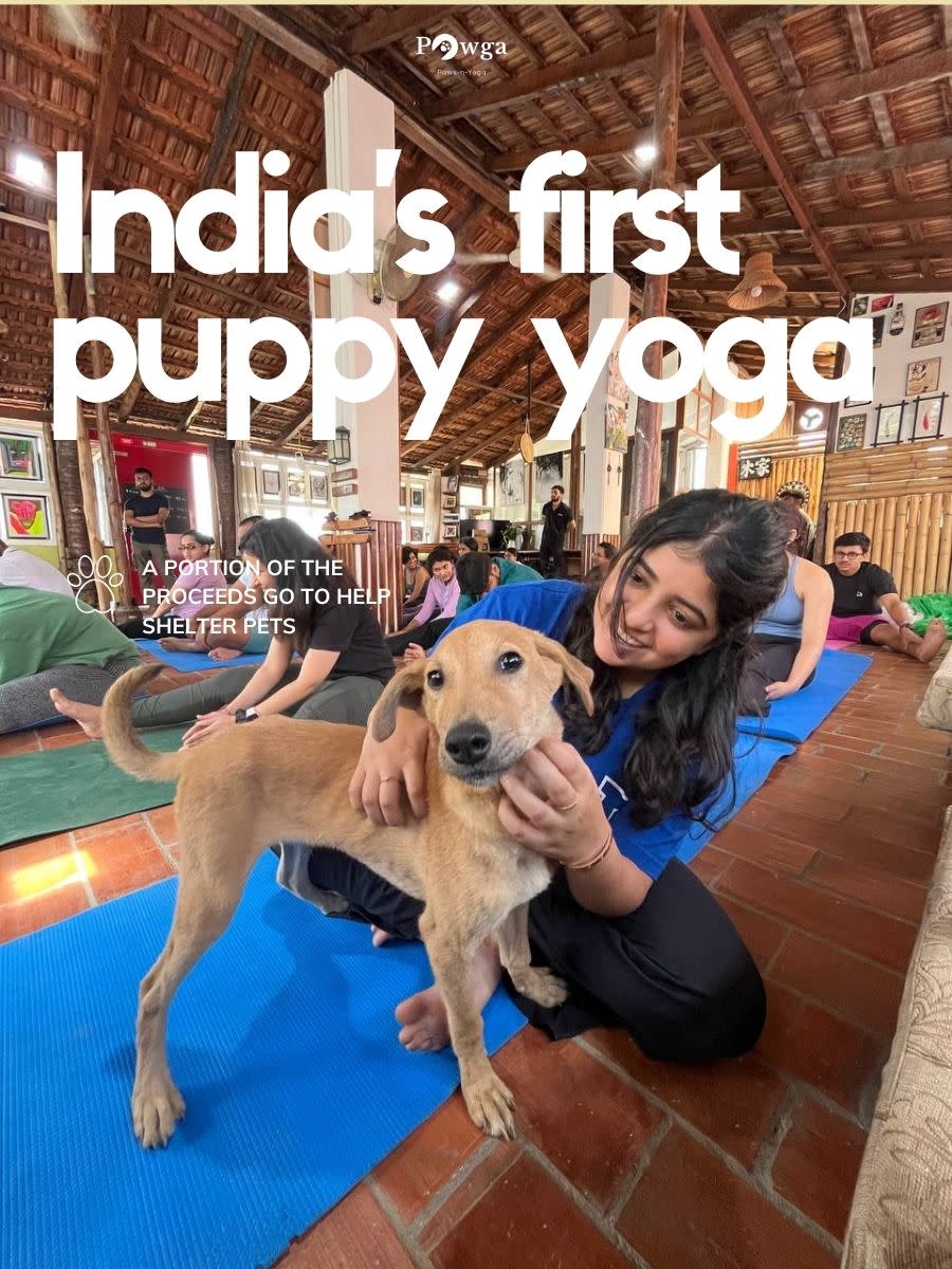 Pawga's Puppy Yoga | Chennai