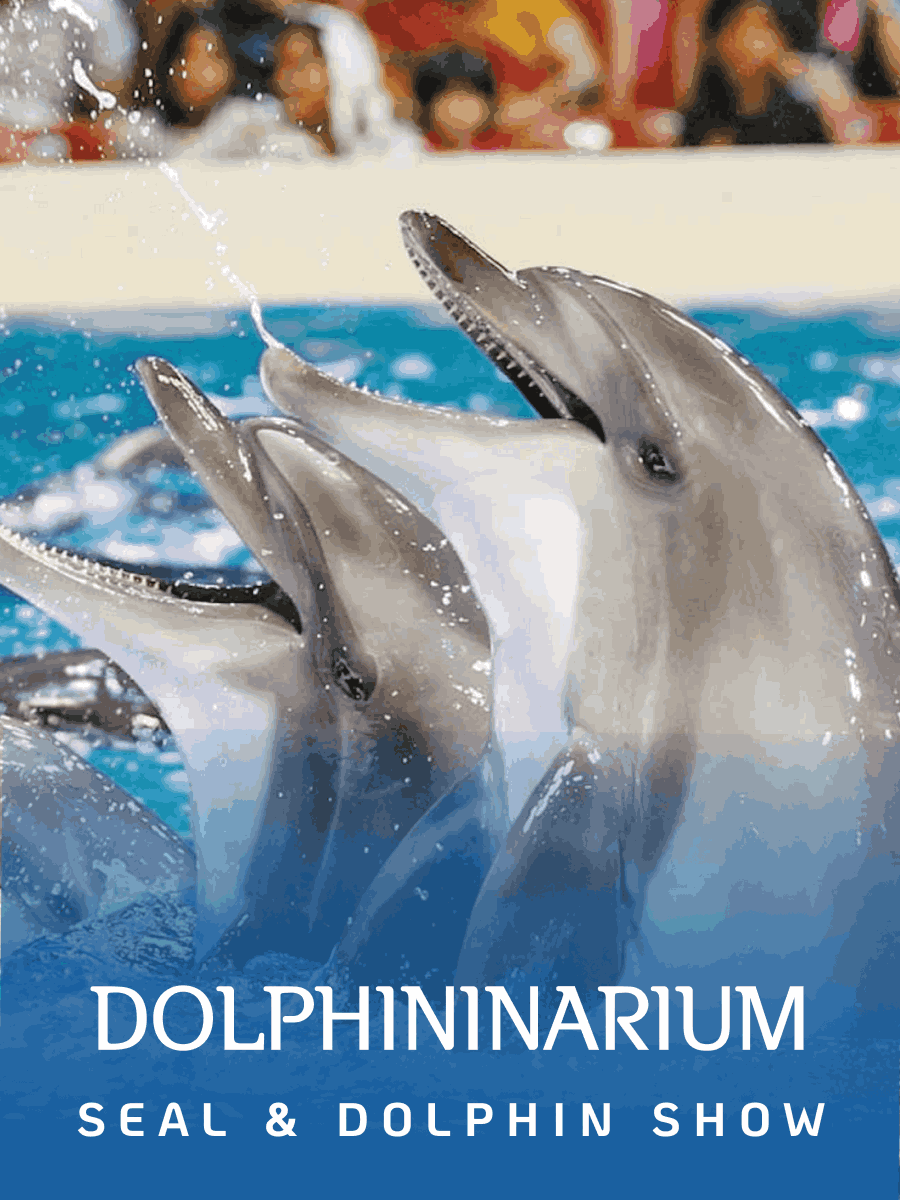 Dolphinarium - Seal & Dolphin Show
