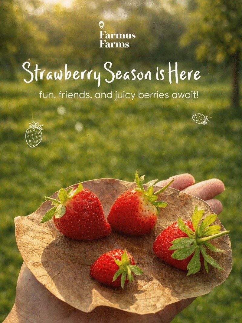 Farmus Farms | Strawberry Picking